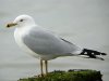 Ring-billed Gull at Westcliff Seafront (Steve Arlow) (92149 bytes)